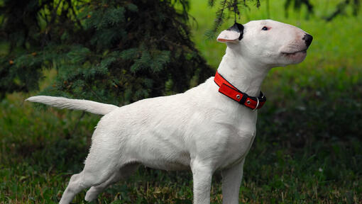 Bull terrier cheap axis low